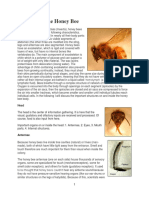 Anatomy of The Honey Bee