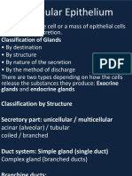 Glandular Epithelium