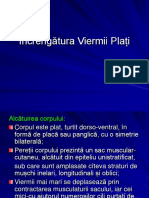 Încrengătura Viermi Plați