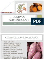 Camote PDF