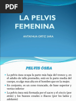 Pelvis Femenina