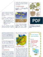 Tripticola Nutrición de Las Plantas