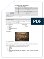 Práctica de Laboratorio - La Evolución