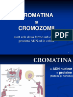  Cromatina