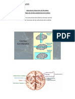 Guía Tipos de Cortes de Cerebro