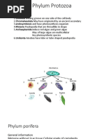 Phylum Protozoa