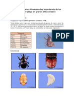 Plagas en Granos Almacenados Importancia de Los Insectos