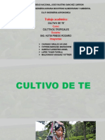 Cultivo de Te