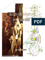 Semana 5 - Glucolisis Aerobia Ciclo de Krebs