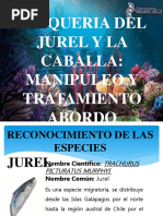 Manipuleo de Caballa y Jurel