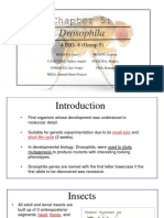 Drosophila: 4 BIO-8 (Group 5)