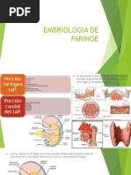 Embriologia de Faringe