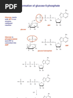 Formation of Glucose 6-Phosphate