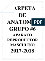 Carpeta Del Aparato Reproductor Masculino