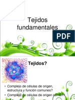 Clase 6 Tejidos Fundamentales