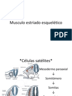 Musculo Estriado Esquelético