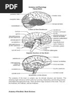 Anatomy and Physiology CVA