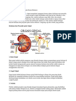 30 Kelainan Dan Penyakit Pada Sistem Ekskres1