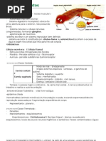 Resumo Dos Filos - Platelmintos, Nematelmintos, Equinodermos, Artrópode, Molusco, Anelídeo