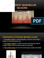 Permanent Mandibular Incisors