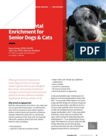 Environmental Enrichment For Senior Dogs & Cats