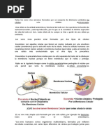 Célula Humana