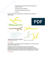 Investigar Cuales Son Los Hongos Macromicetos de Mayor Importancia Culinaria en El Estado