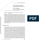 Plasticity and Primary Motor Cortex