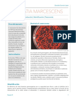 Serratia Marcescens