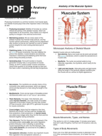 Muscular System Anatomy and Physiology