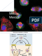 Meioza Genetica Anul I