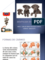 Anatomia Dental Perros