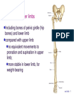 Bone Limb Lower