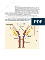 Structure of Immunoglobulin