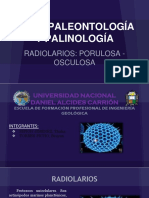 Radiolarios - Porulosa - Osculosa