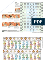 DNA Model Espanol