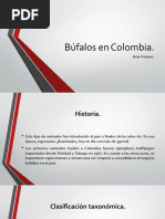 Búfalos en Colombia