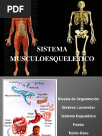 Sistema Musculo Esquelético