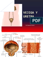 11 Vejiga y Uretra