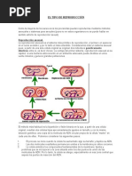 El Tipo de Reproducción