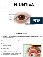 Conjuntiva