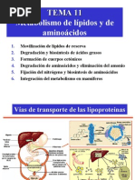 Tema11 Metabolismo de Lipidos