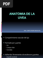 Anatomía. Úvea 