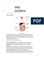 Anatomía Macroscópica