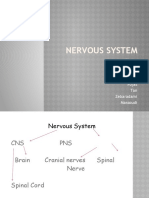 Nervous System: Alianza Paras Casue Darjani Fojas Tan Zebaradami Massoudi