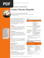 Canine Chronic Hepatitis: Diagnosis & Treatment