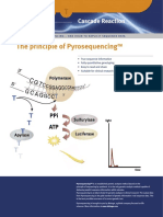 The Principle of Pyrosequencing