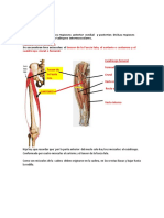 Musculos Del Muslo