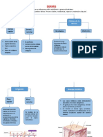 5 Esquema de Dermis e Hipodermis