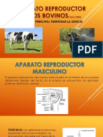 Aparato Reproductor de Los Bovinos